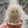 Mammillaria carmenae cv. rubrispina-roseiflora