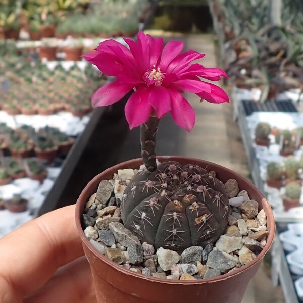Gymnocalycium ragonesei cv. Pink-Red Flower