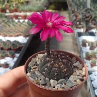 Gymnocalycium ragonesei cv. Pink-Red Flower