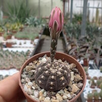 Gymnocalycium ragonesei cv. Pink-Red Flower