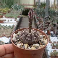 Gymnocalycium ragonesei cv. Pink-Red Flower