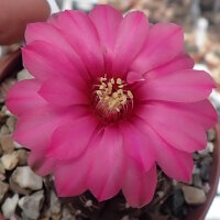 Gymnocalycium ragonesei cv. Pink-Red Flower