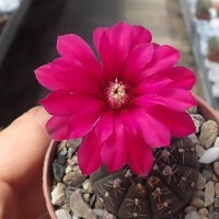 Gymnocalycium ragonesei cv. Pink-Red Flower