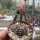 Gymnocalycium ragonesei cv. Pink-Red Flower