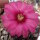 Gymnocalycium ragonesei cv. Pink-Red Flower