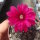 Gymnocalycium ragonesei cv. Pink-Red Flower