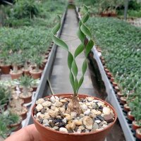 Cyrtanthus smithiae