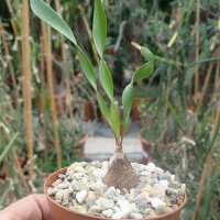 Cyrtanthus smithiae