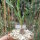 Cyrtanthus smithiae
