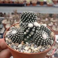 Copiapoa humilis ssp. tenuissima f. monstrosus