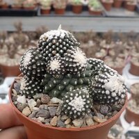 Copiapoa humilis ssp. tenuissima f. monstrosus