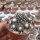 Copiapoa humilis ssp. tenuissima f. monstrosus