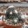 Copiapoa humilis ssp. tenuissima f. monstrosus