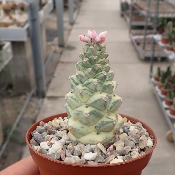 Monadenium ritchiei cv. variegata white