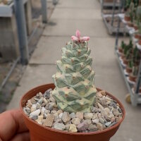 Monadenium ritchiei cv. variegata white