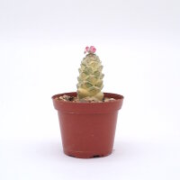 Monadenium ritchiei cv. variegata white