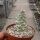 Monadenium ritchiei cv. variegata white