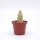 Monadenium ritchiei cv. variegata white