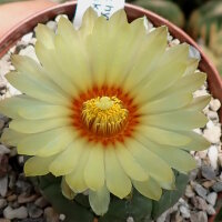 Astrophytum asterias cv. Kikko Nudum