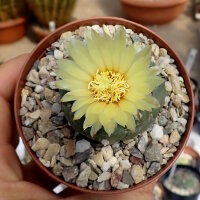 Astrophytum asterias cv. Kikko Nudum