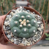 Astrophytum asterias cv. Kikko Nudum