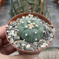 Astrophytum asterias cv. Kikko Nudum