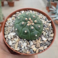 Astrophytum asterias cv. Kikko Nudum