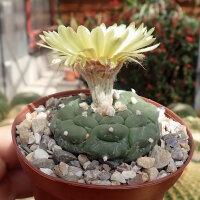 Astrophytum asterias cv. Kikko Nudum