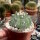 Astrophytum asterias cv. Kikko Nudum