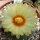 Astrophytum asterias cv. Kikko Nudum