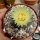 Astrophytum asterias cv. Kikko Nudum