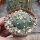 Astrophytum asterias cv. Kikko Nudum