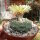 Astrophytum asterias cv. Kikko Nudum
