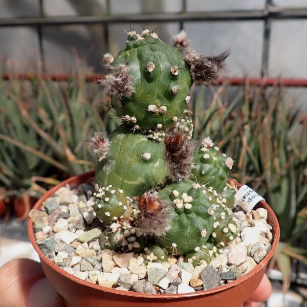 Echinopsis aurea ssp. shaferi f. monstruosa