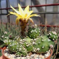 Echinopsis aurea ssp. shaferi f. monstruosa