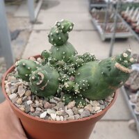 Echinopsis aurea ssp. shaferi f. monstruosa