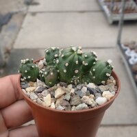 Echinopsis aurea ssp. shaferi f. monstruosa