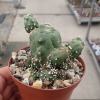 Echinopsis aurea ssp. shaferi f. monstruosa
