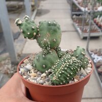 Echinopsis aurea ssp. shaferi f. monstruosa