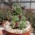 Echinopsis aurea ssp. shaferi f. monstruosa