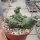 Echinopsis aurea ssp. shaferi f. monstruosa