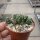 Echinopsis aurea ssp. shaferi f. monstruosa