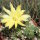 Echinopsis aurea ssp. shaferi f. monstruosa