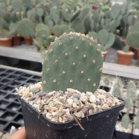 Opuntia basilaris v. aurea cv. Coombes Winter Glow (dw)