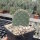Opuntia basilaris v. aurea cv. Coombes Winter Glow (dw)