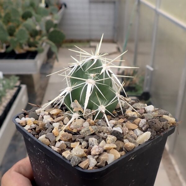 Corynopuntia clavata f. major (dw)