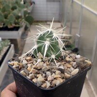 Corynopuntia clavata f. major (dw)