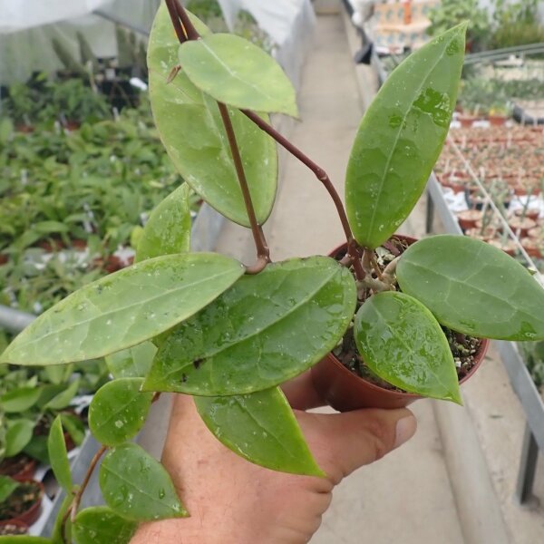 Hoya sp. IML 1646 Bintulu, Borneo, Malaysia