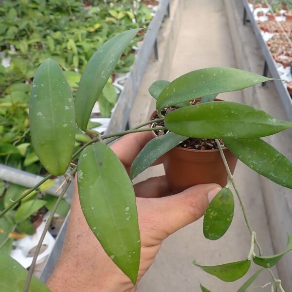 Hoya sp. Teneba
