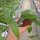 Hoya sp. Teneba